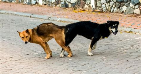 mujer pegada a un perro|razón de los perros pegados.